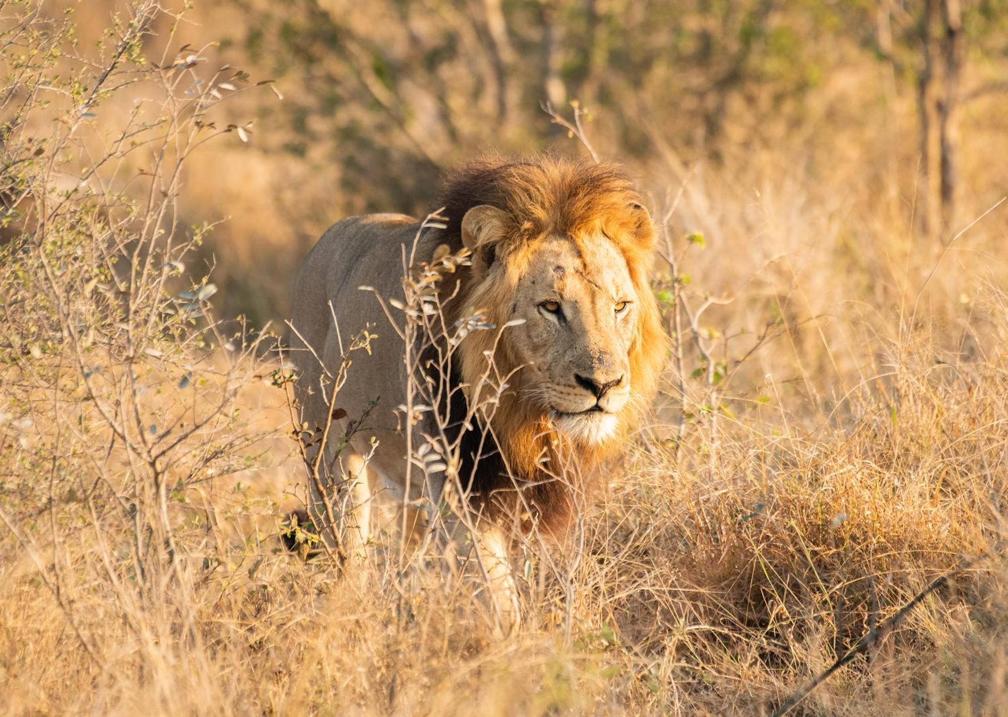 Mjejane Bush Camp By Dream Resorts Hectorspruit Luaran gambar