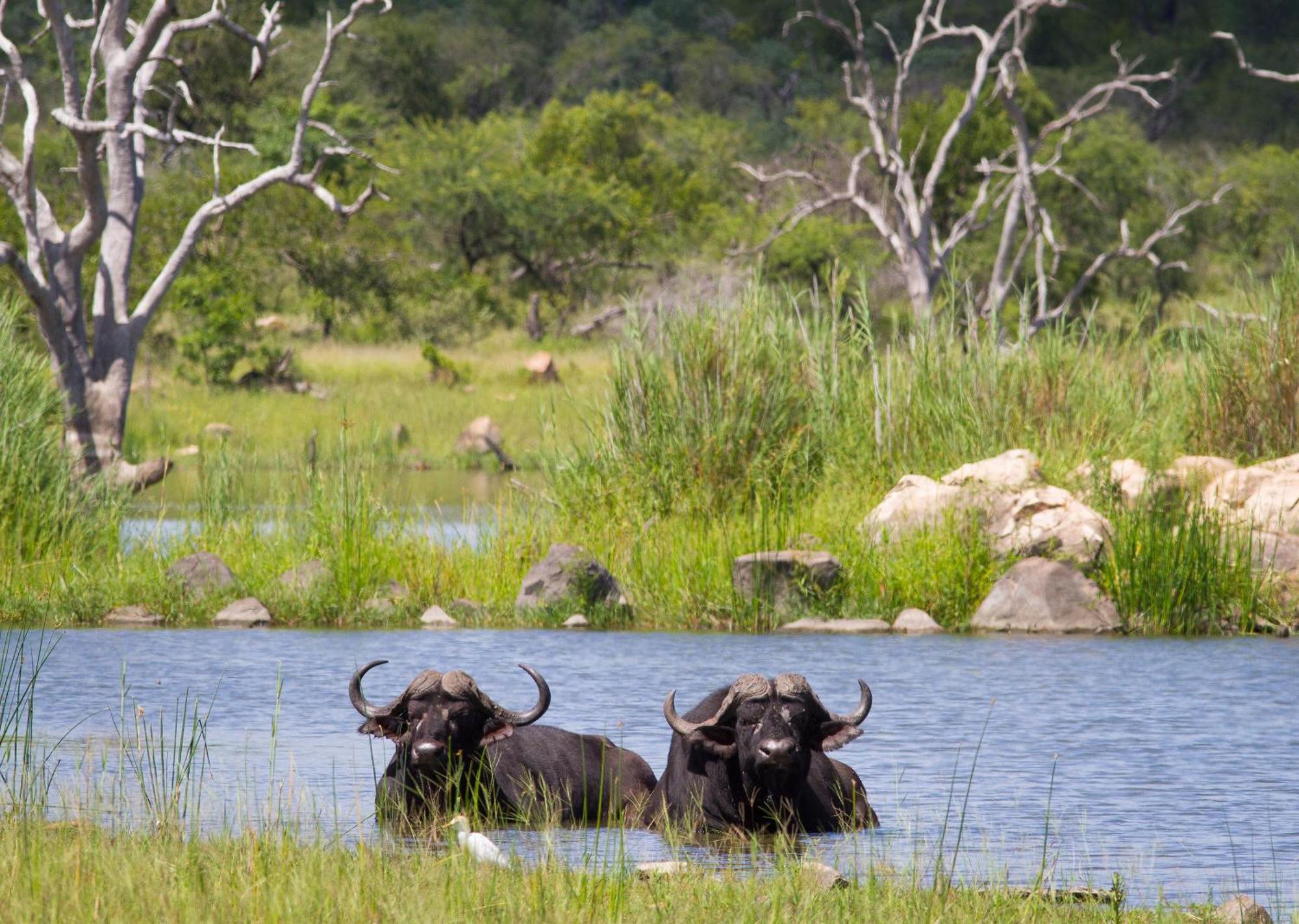 Mjejane Bush Camp By Dream Resorts Hectorspruit Luaran gambar