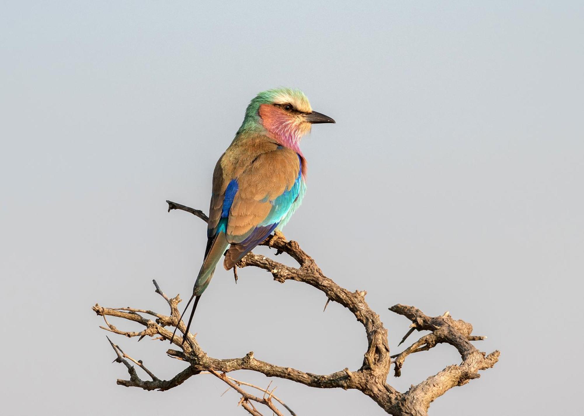 Mjejane Bush Camp By Dream Resorts Hectorspruit Luaran gambar