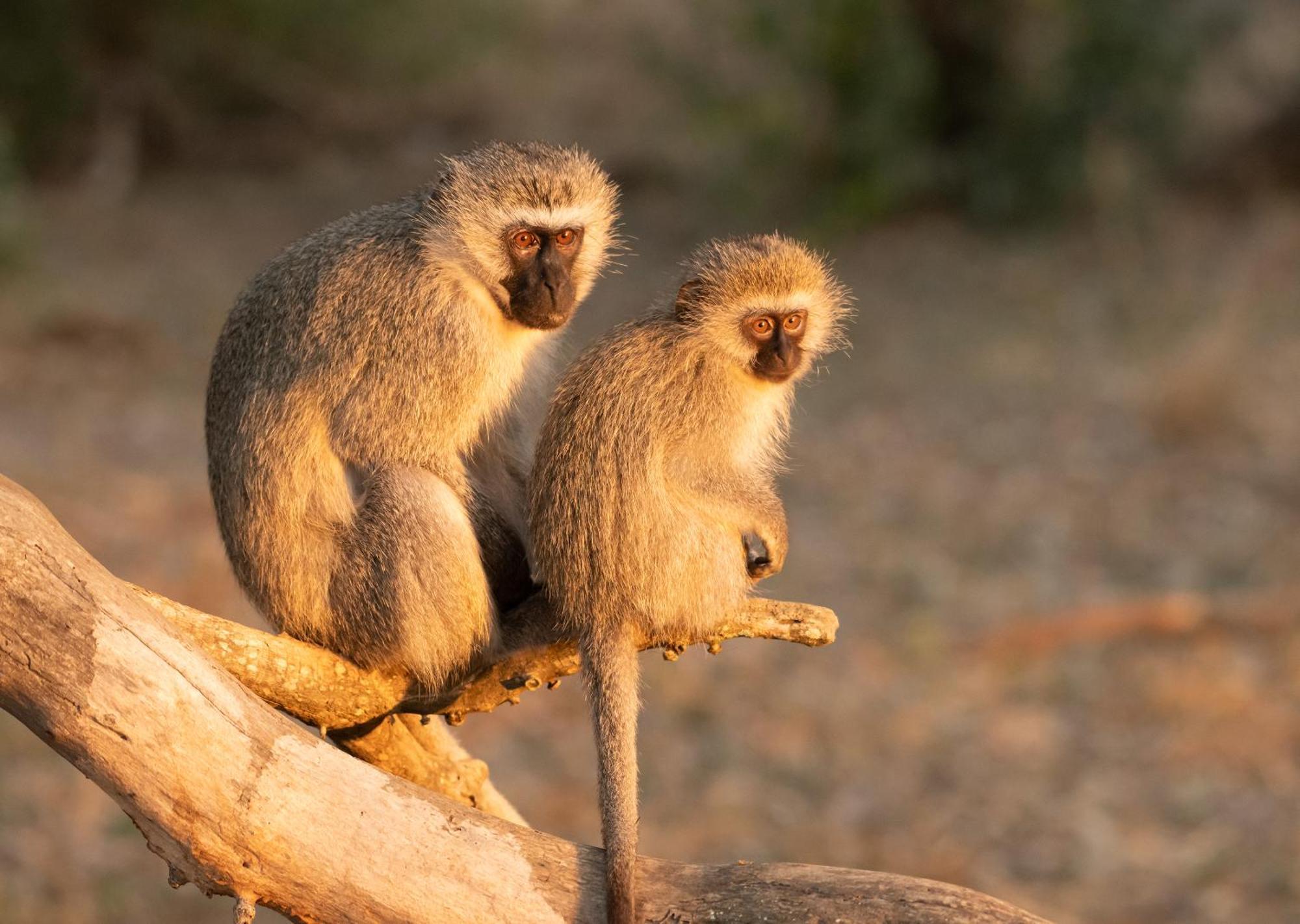 Mjejane Bush Camp By Dream Resorts Hectorspruit Luaran gambar