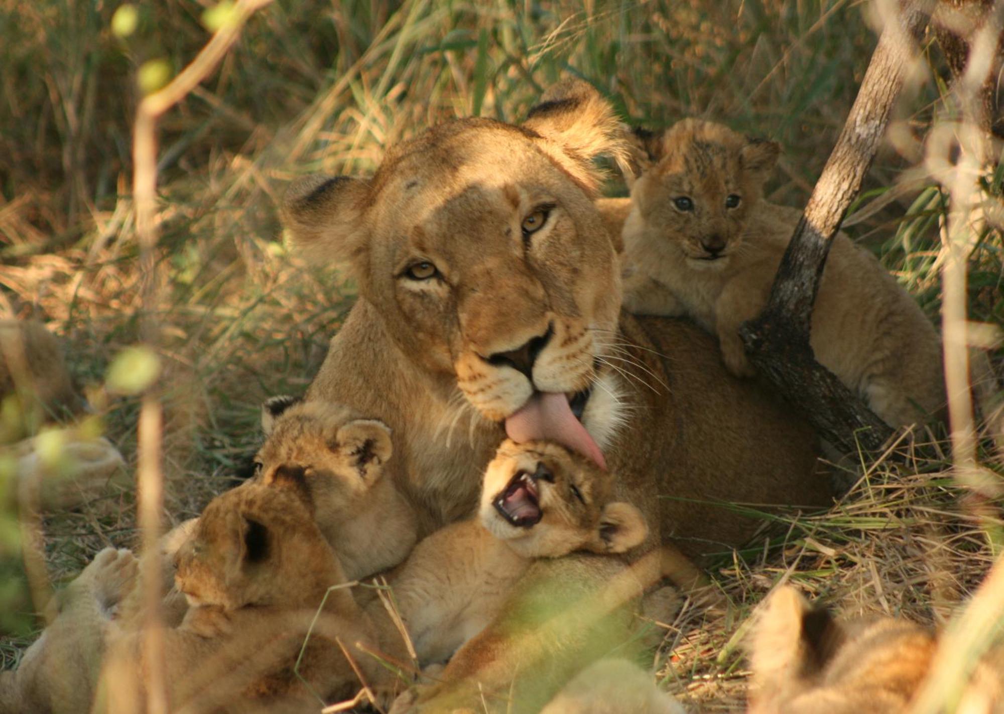 Mjejane Bush Camp By Dream Resorts Hectorspruit Luaran gambar