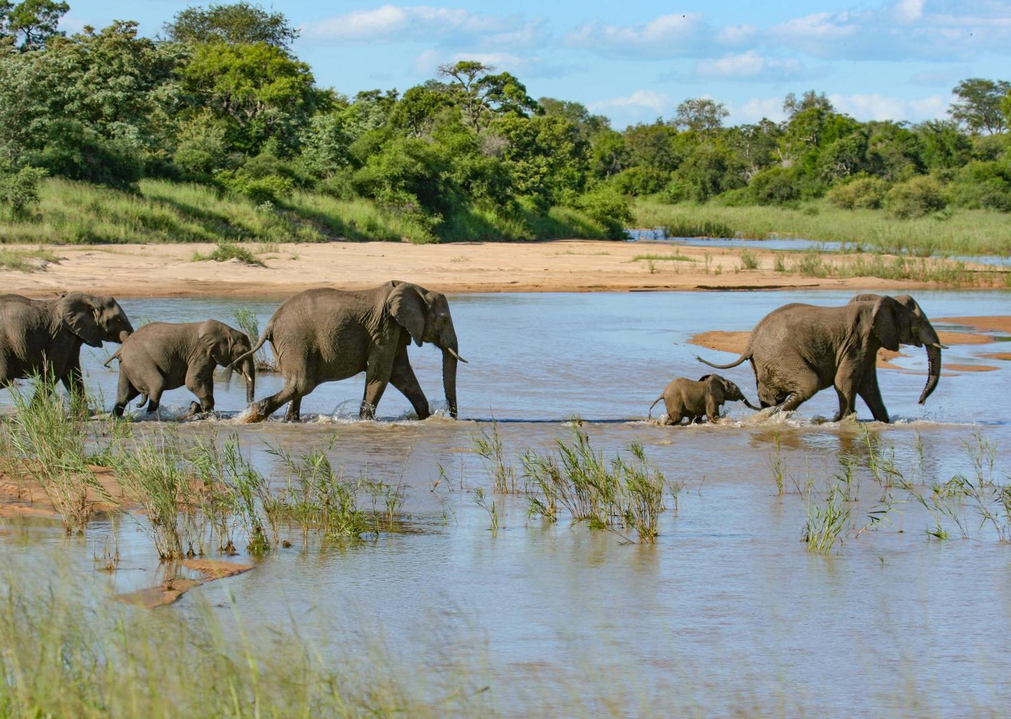 Mjejane Bush Camp By Dream Resorts Hectorspruit Luaran gambar