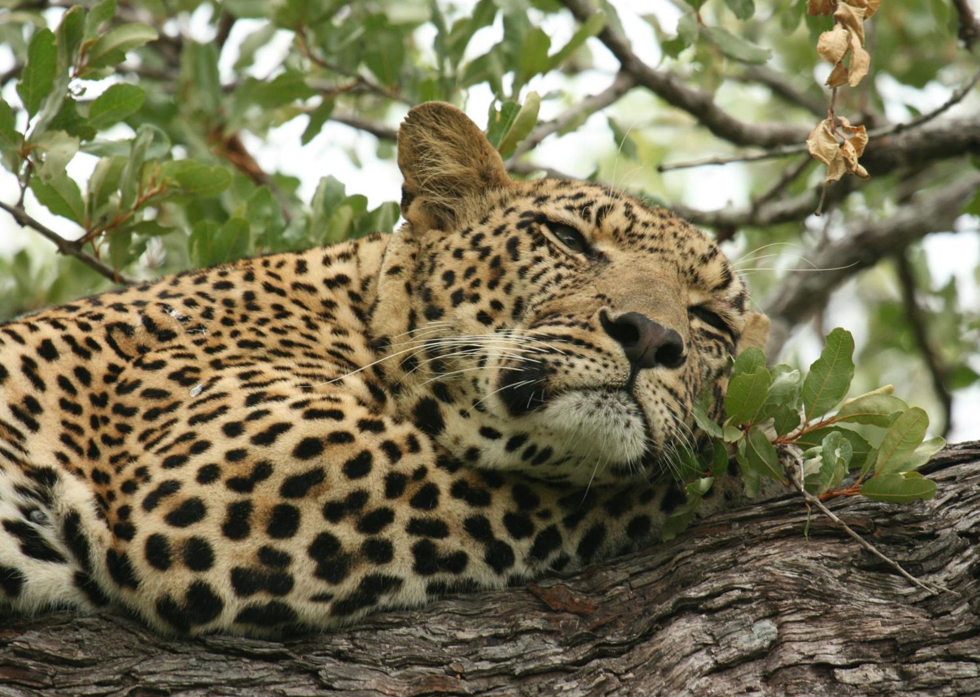 Mjejane Bush Camp By Dream Resorts Hectorspruit Luaran gambar