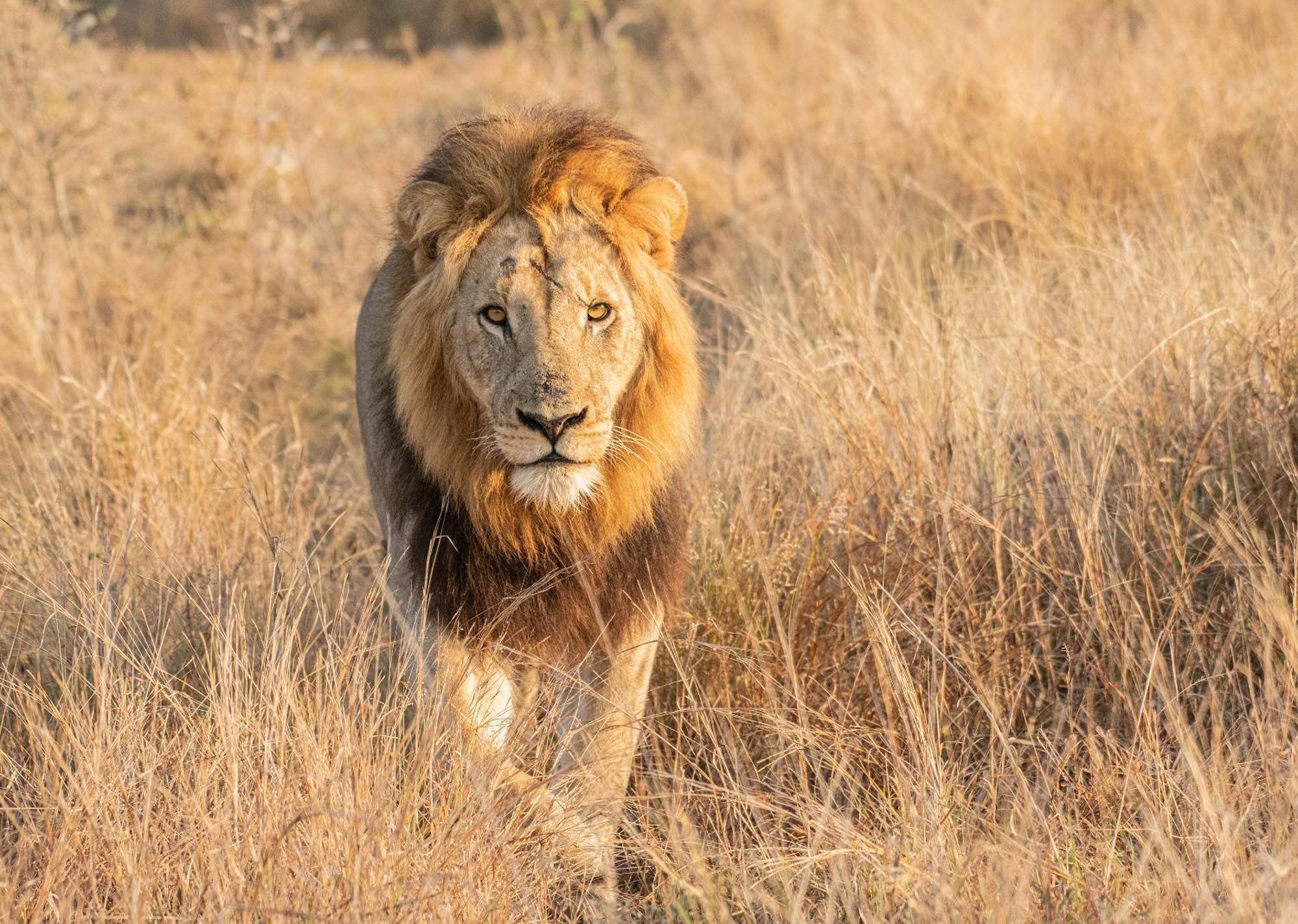 Mjejane Bush Camp By Dream Resorts Hectorspruit Luaran gambar