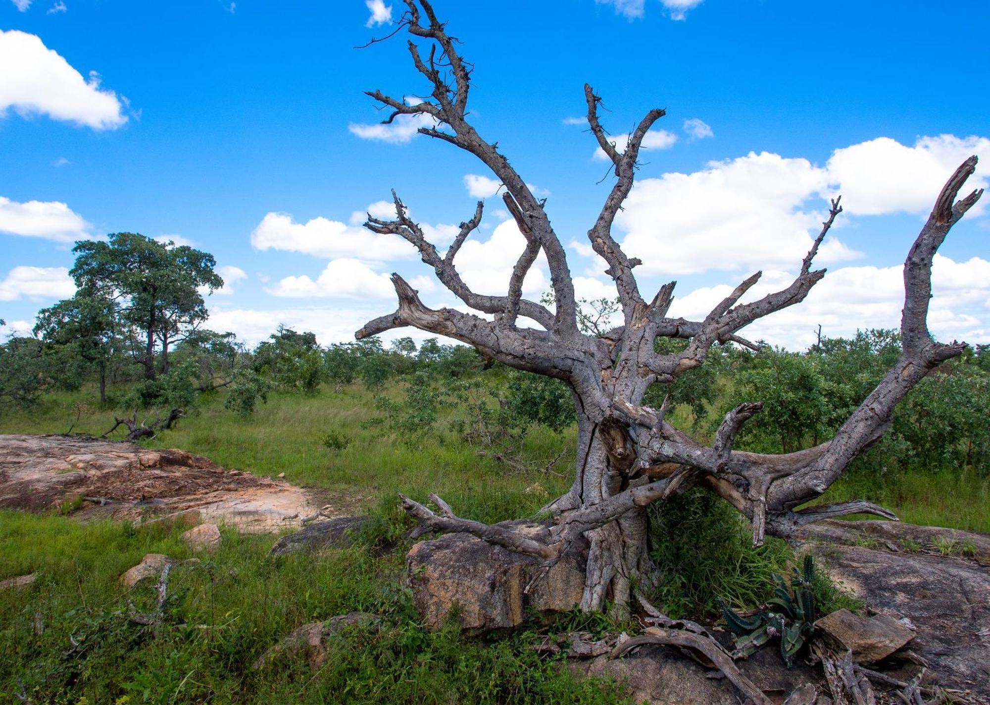 Mjejane Bush Camp By Dream Resorts Hectorspruit Luaran gambar